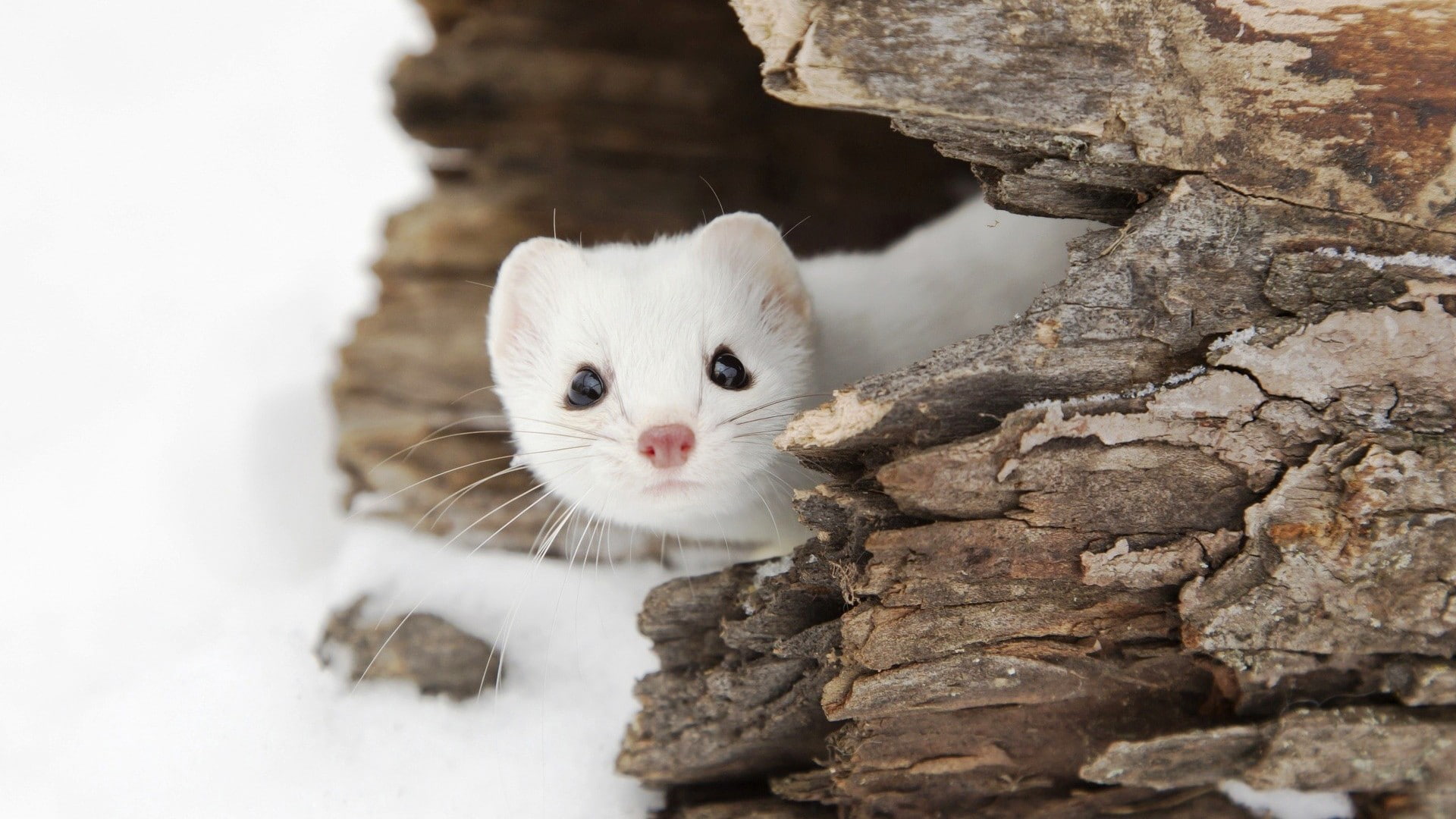 Weasel, snow, landscape, wildlife, animals