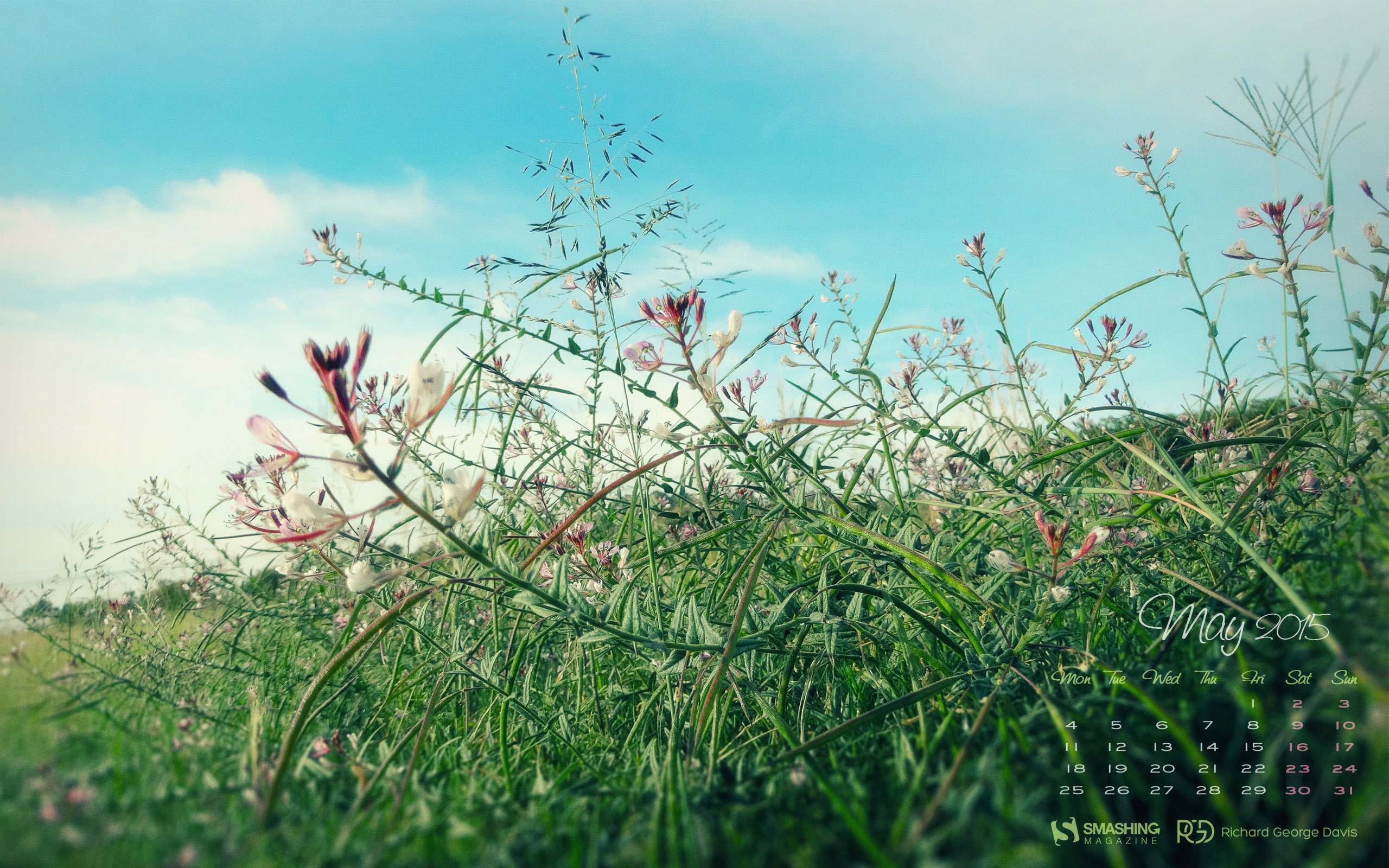Field Wild Flowers-May 2015 Calendar Wallpaper, red flowers with text overlay
