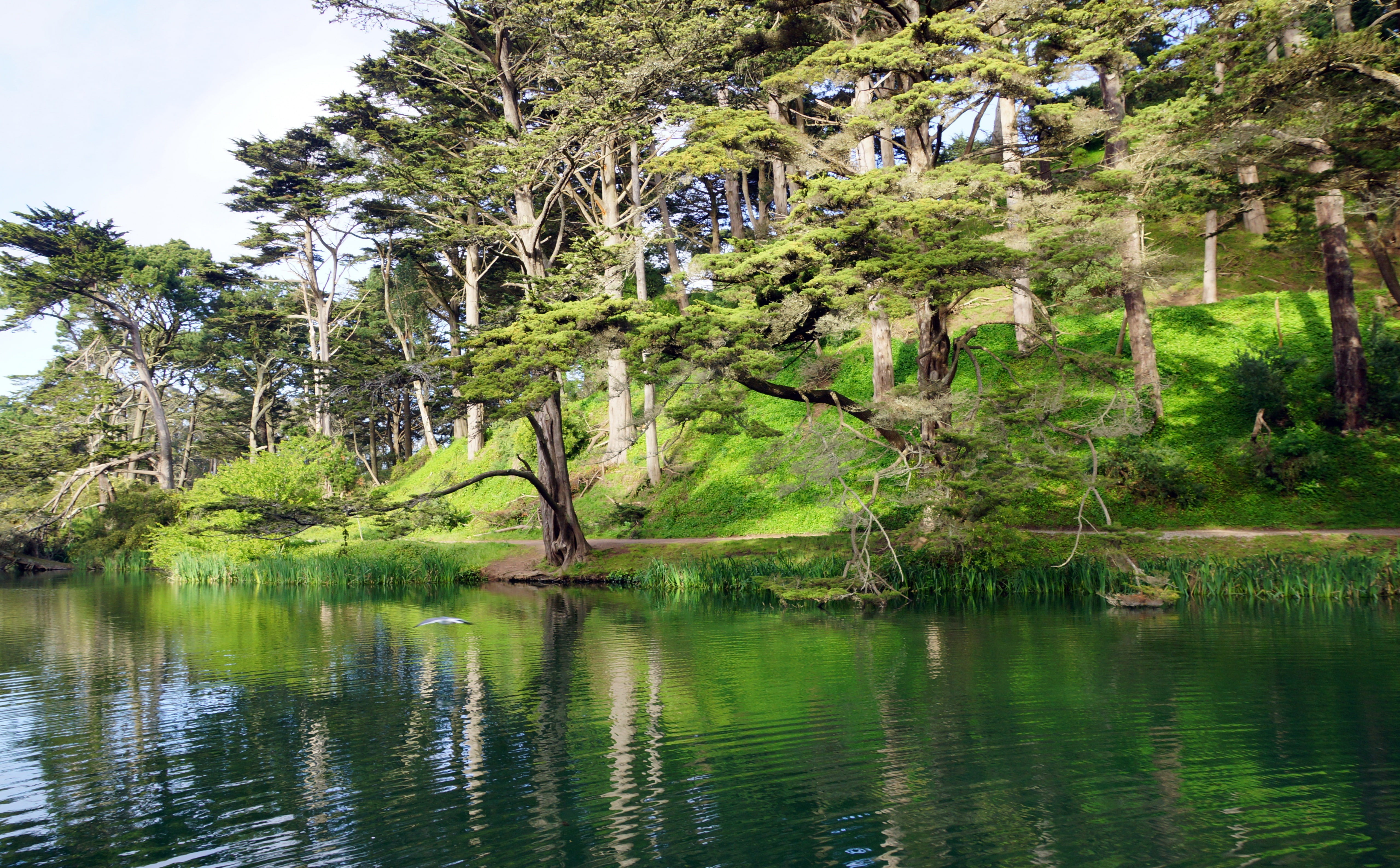 Golden Gate Park   Stow Lake   San Francisco, United States, California