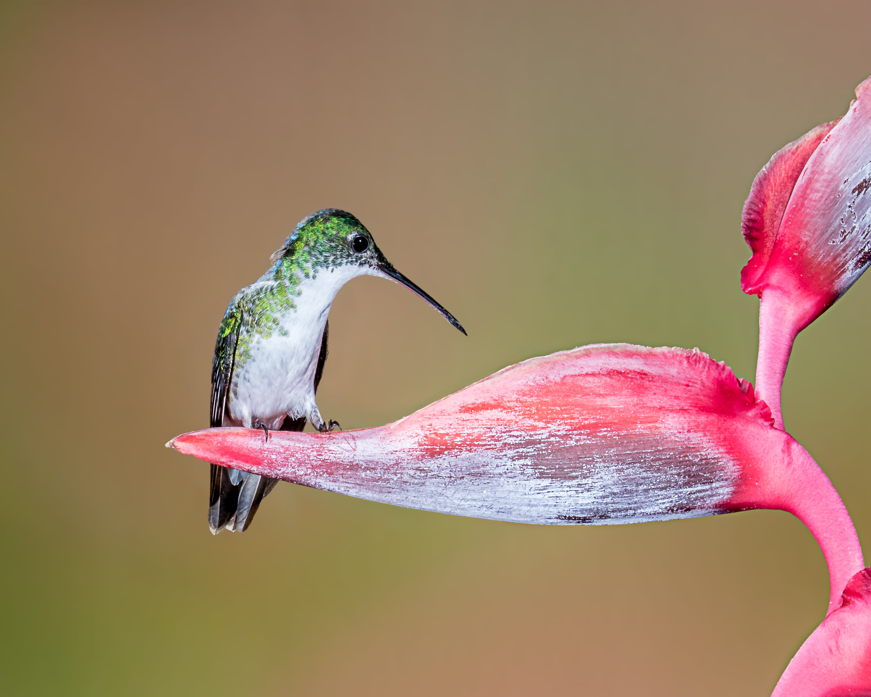 green and white long-beak bird on red flower, andean emerald, andean emerald
