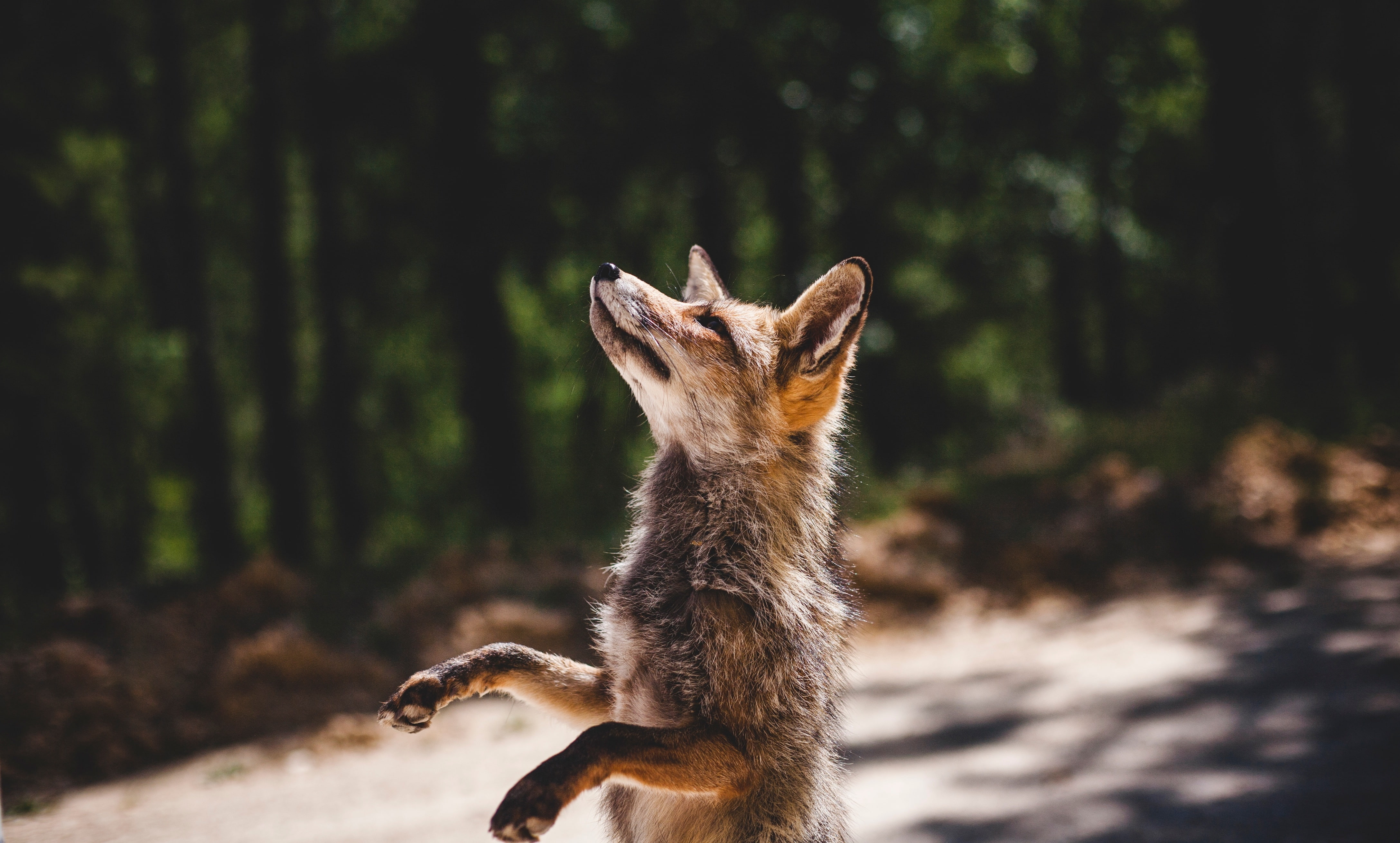 fox, predator, standing, wild, Animal