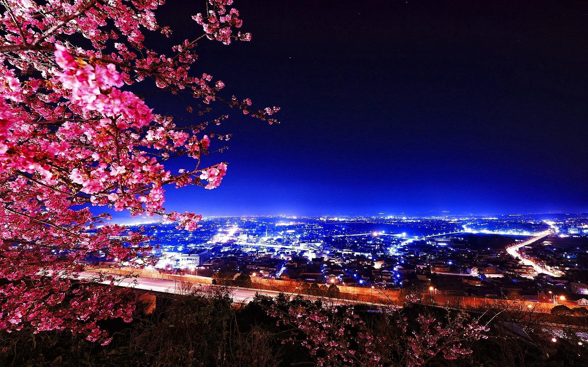 Sakura Branches Over The City, view, lovely, nice, beautiful
