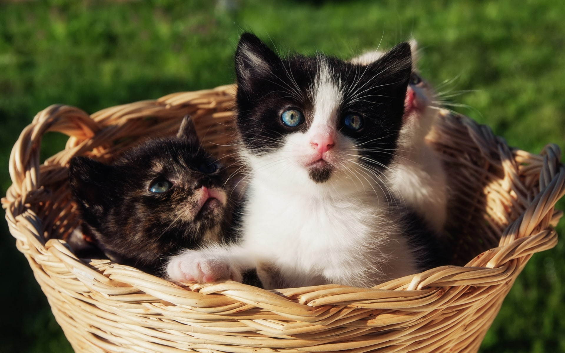 kittens