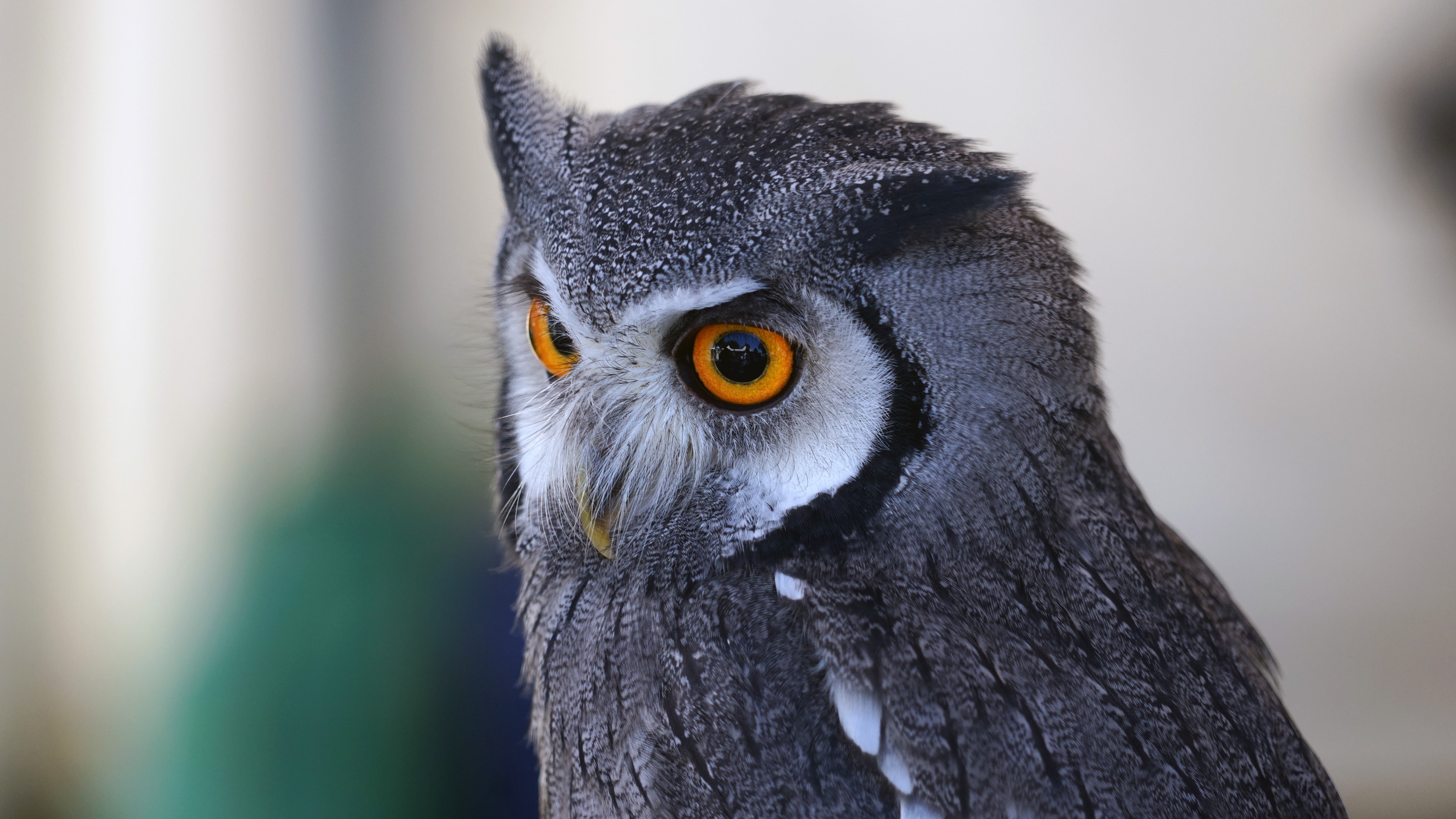 Owl, Predator, Bird