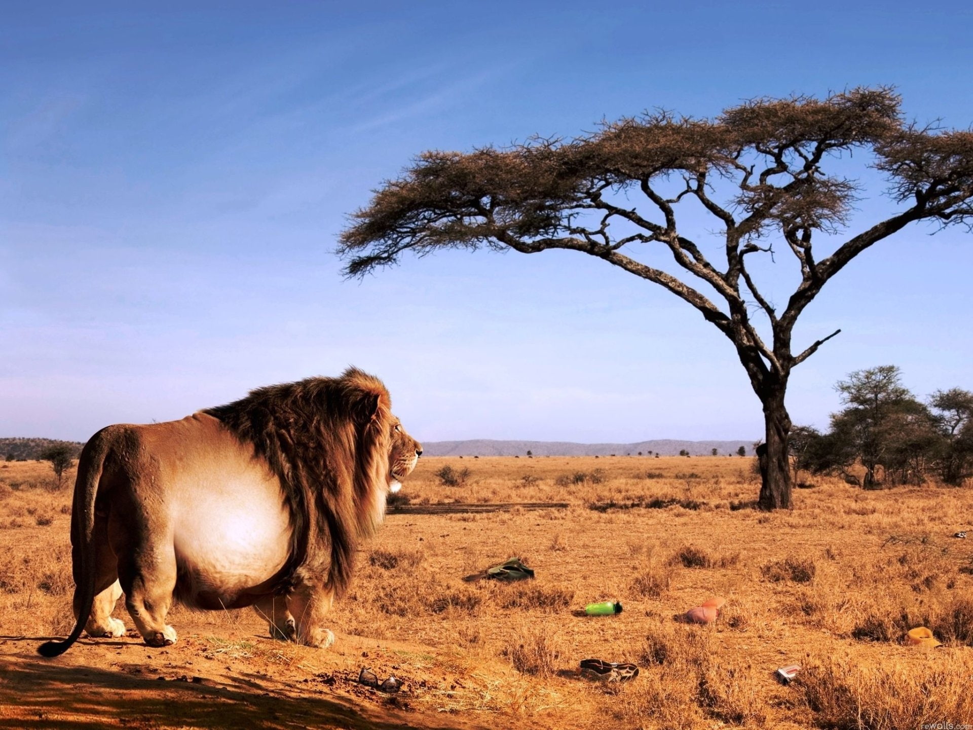 Cats, Lion