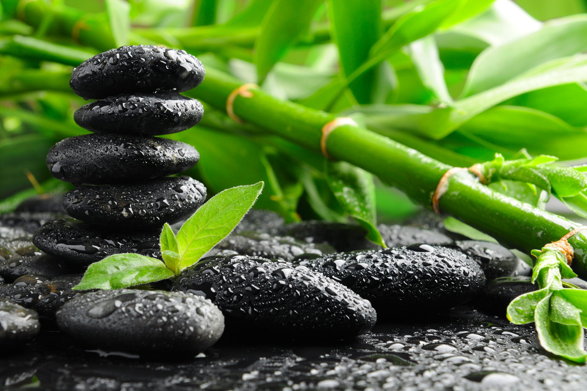 bamboo plant and black stones, water, drops, Spa, pebble, nature