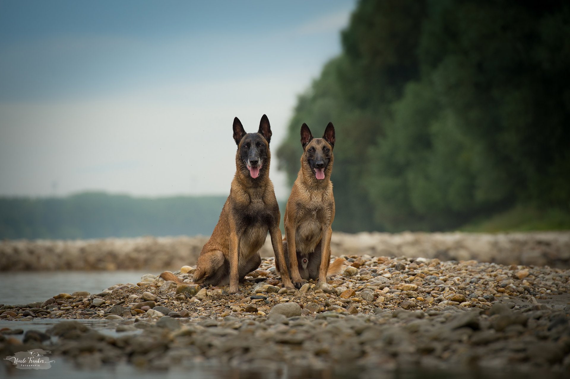 Dogs, Belgian Malinois