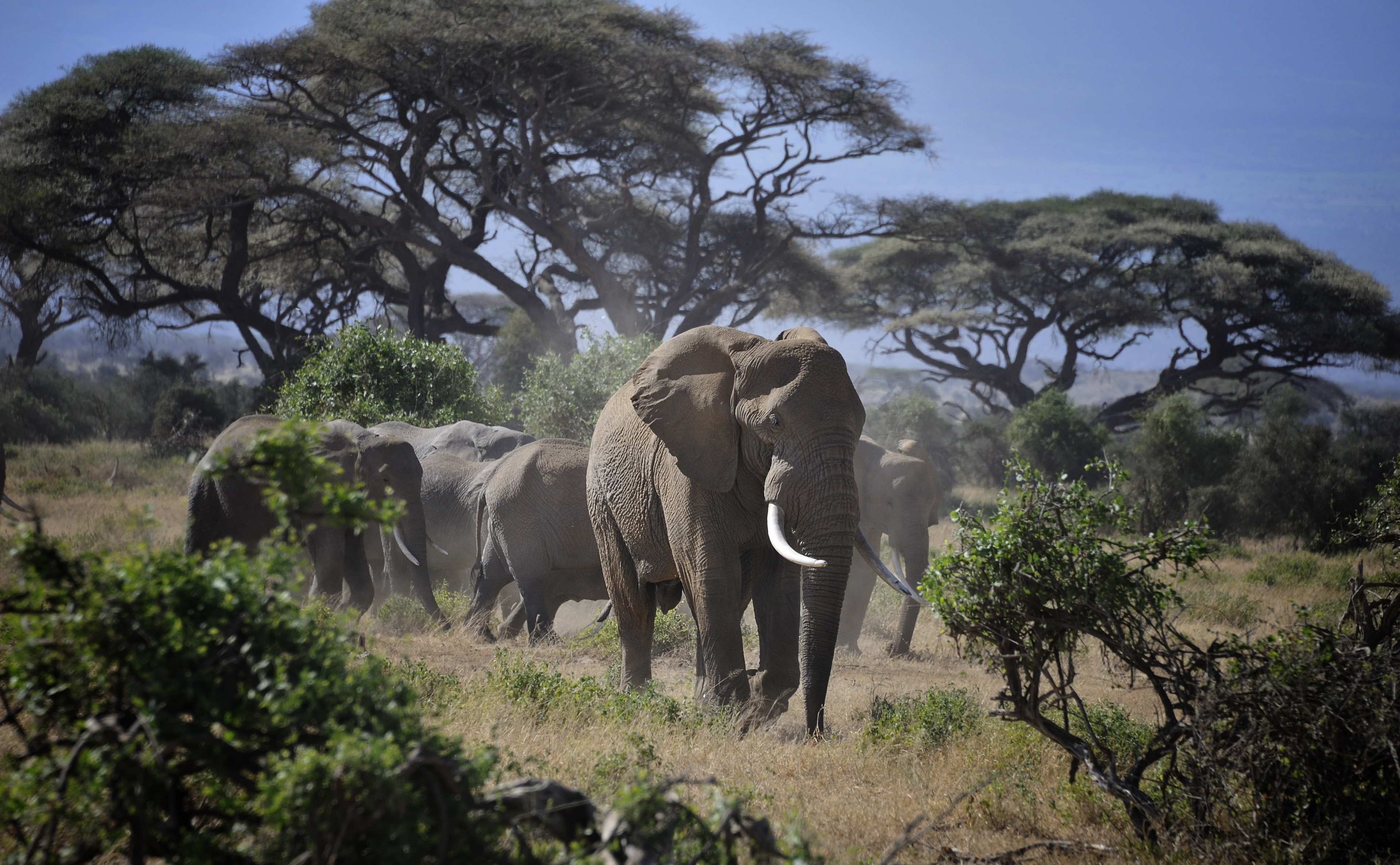 Leader of the Elephants, Travel, Africa, View, Protect, Nature
