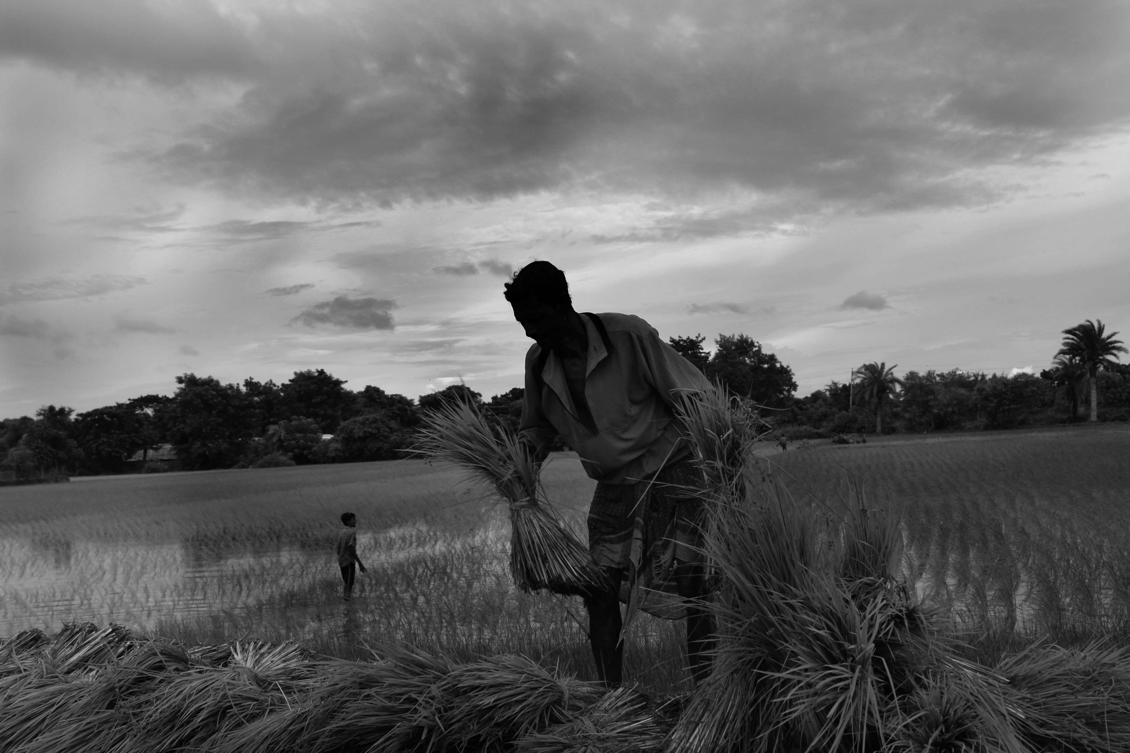 bangladesh, canal, farmer, fisherman, flower, nature, paddy rice