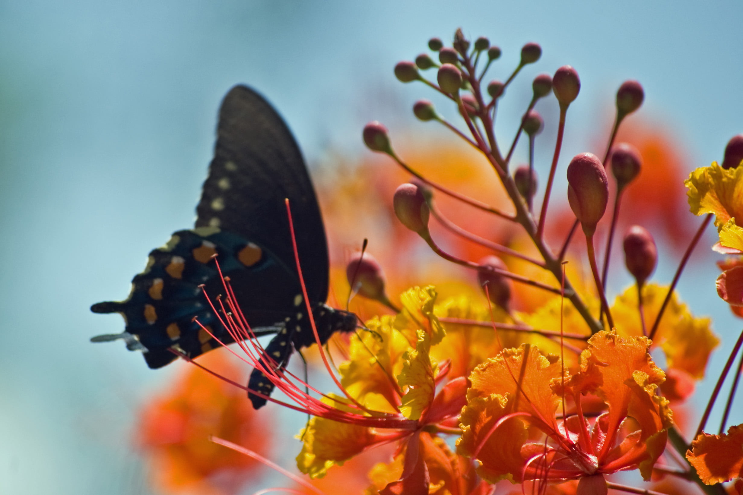 black butterfly in yellow flower, swallowtail, swallowtail, butterfly