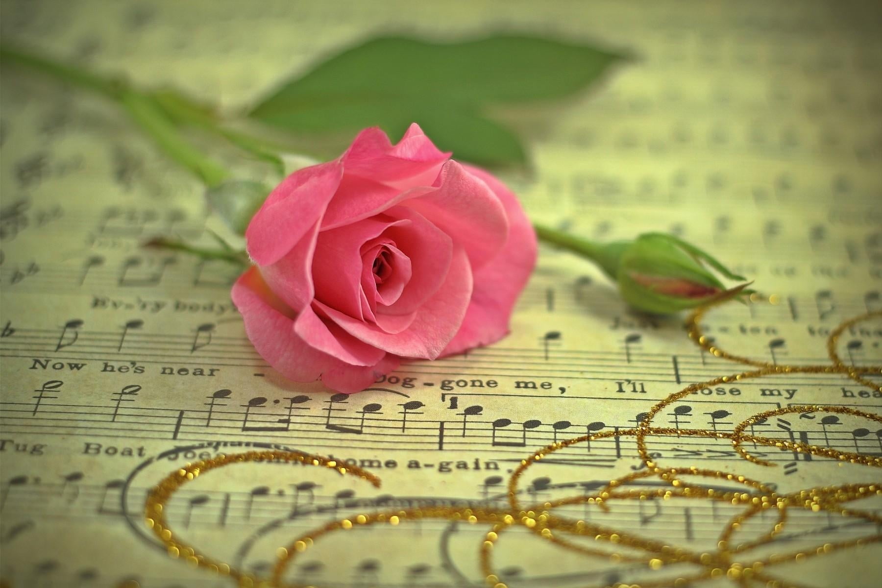 pink rose flower, music, thread, gold, sheet Music, rose - Flower
