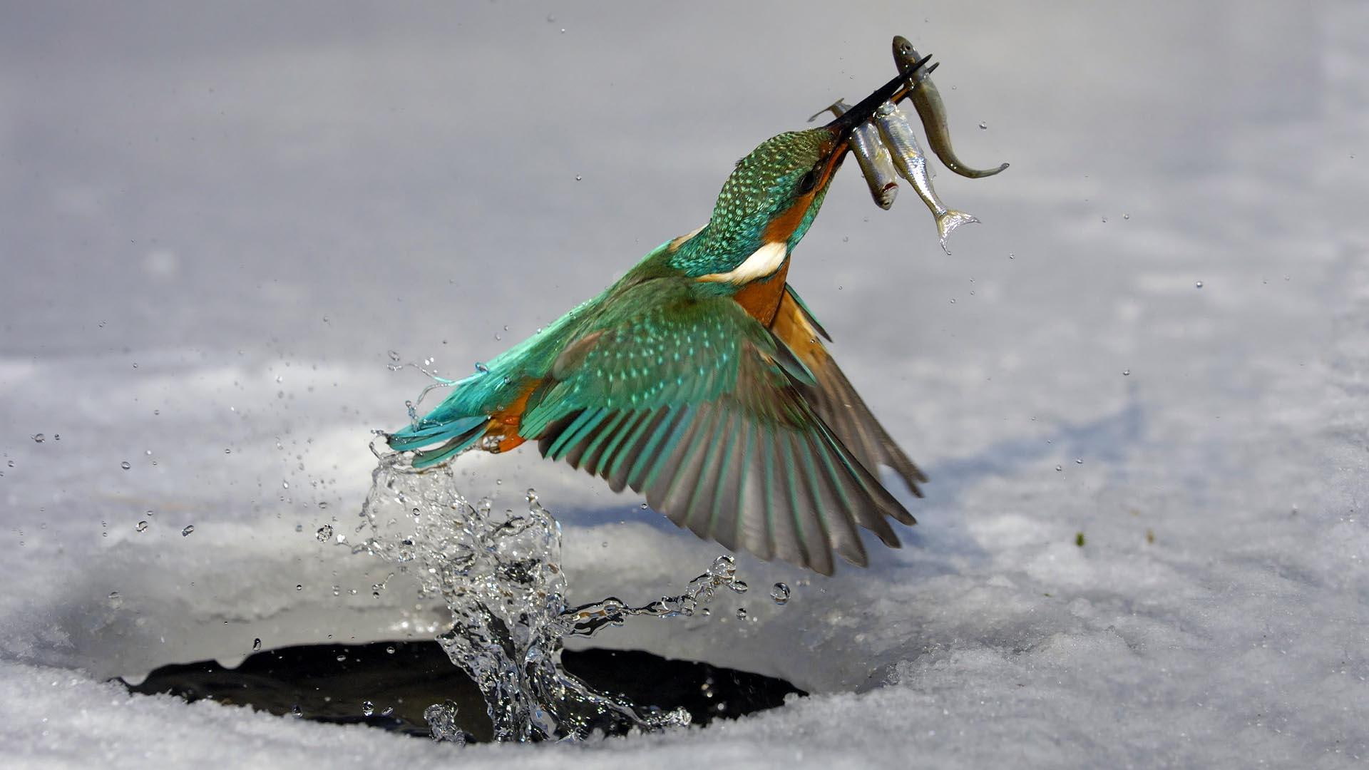 Kingfisher At Work, splash, ice hole, animals