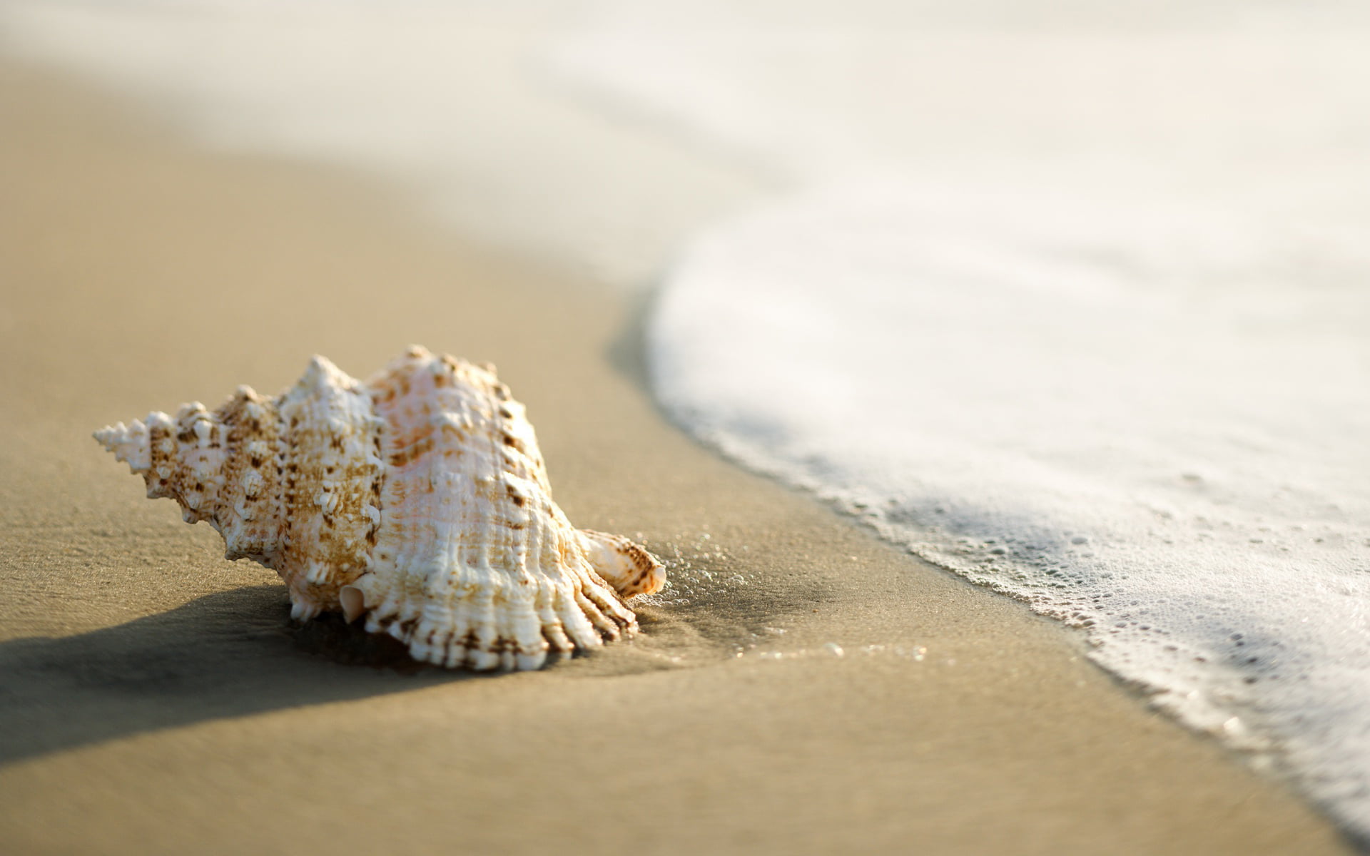 white conch shell, sand, sea, surf, beach, summer, vacations