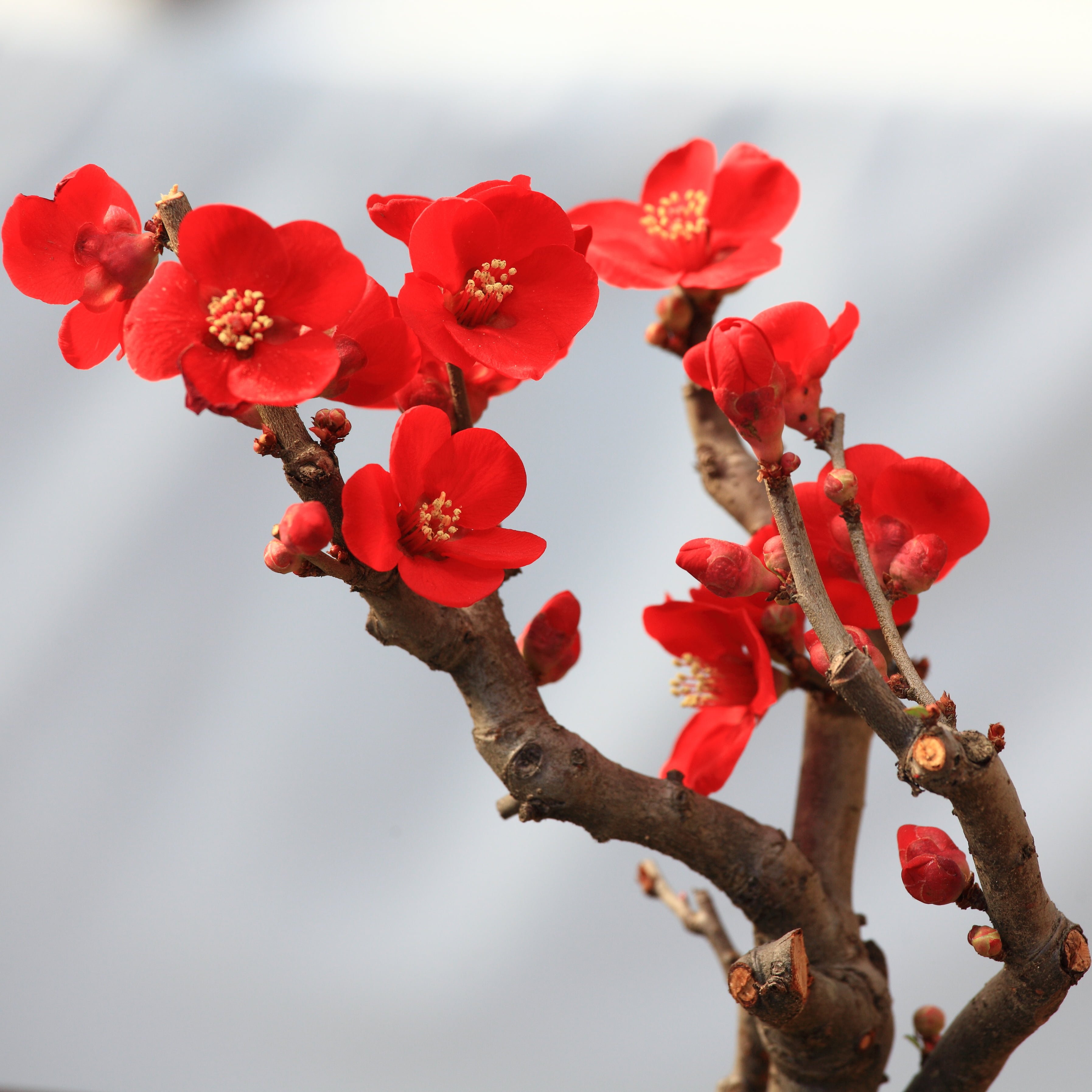 red petaled flower, Bonsai, 盆栽, ぼんさい, 5D  Mark II