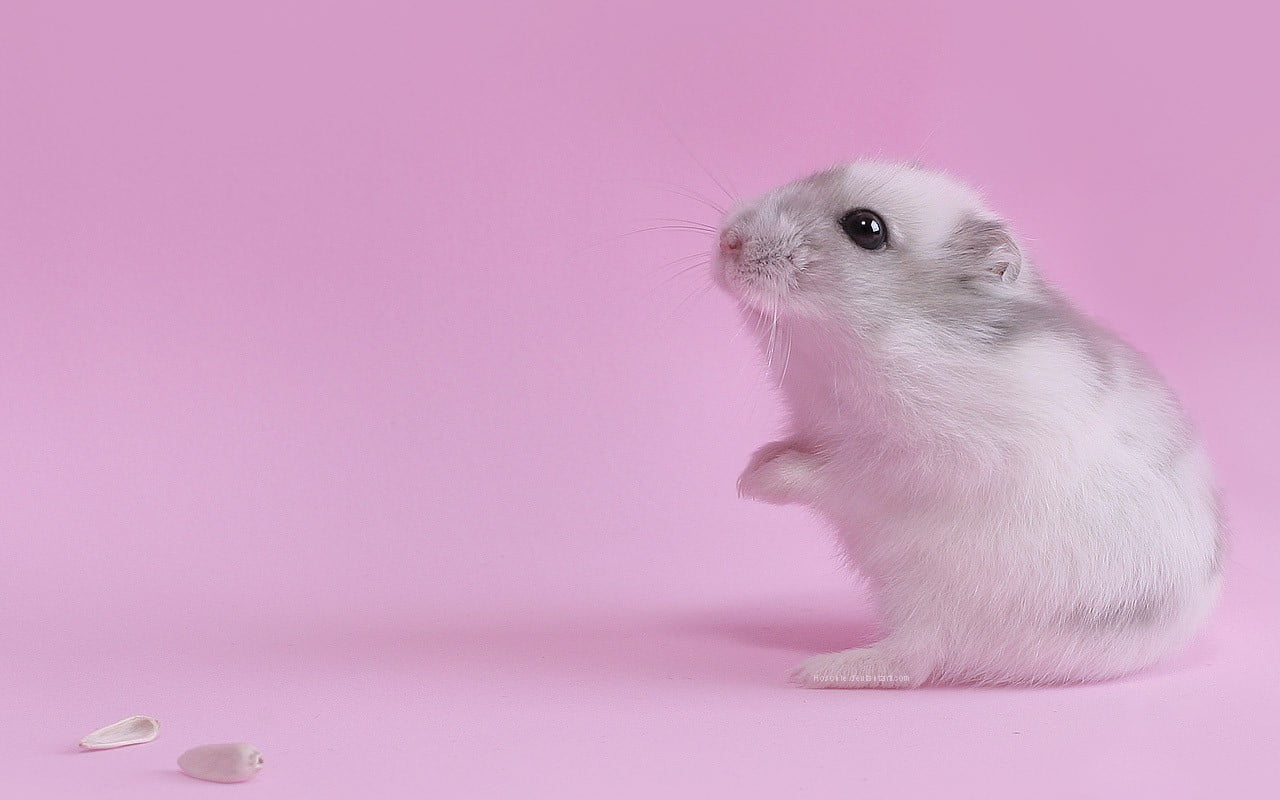 white rodent, pink, animals, hamster, closeup, pet, pink color