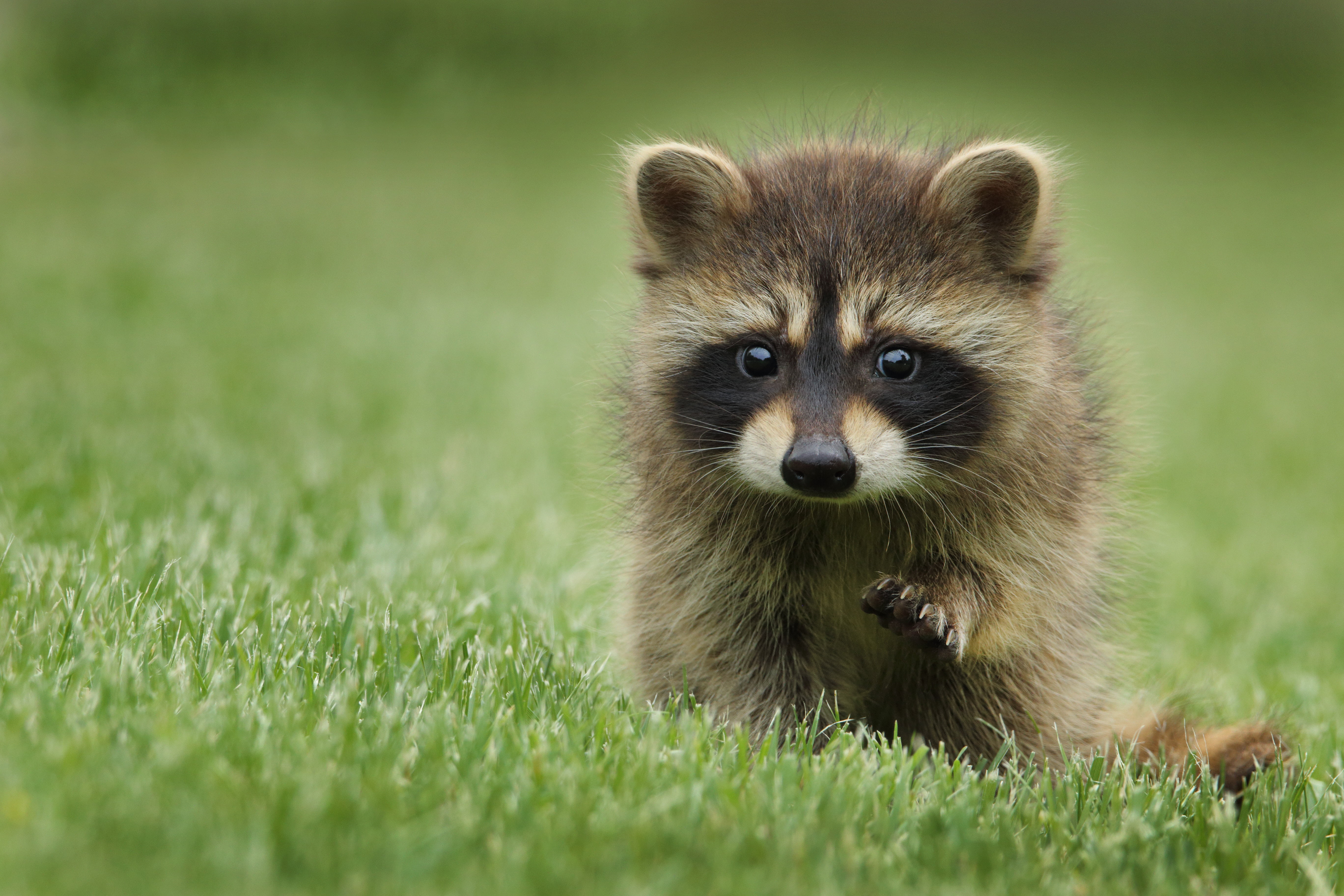 brown raccoon, grass, muzzle, animal, walk, mammal, cute, nature