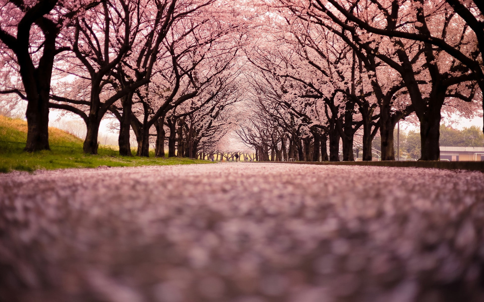 Spring beautiful Sakura photography HD Wallpaper 0.., cherry blossom tree