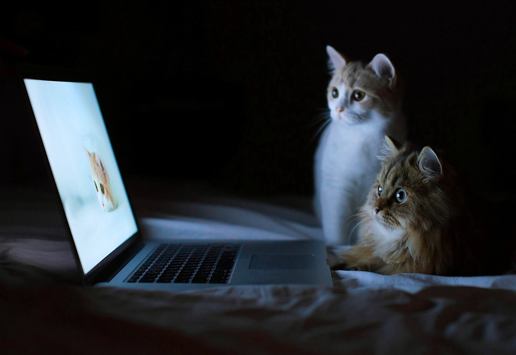 grey laptop, cat, mammal, animal, animal themes, technology, domestic