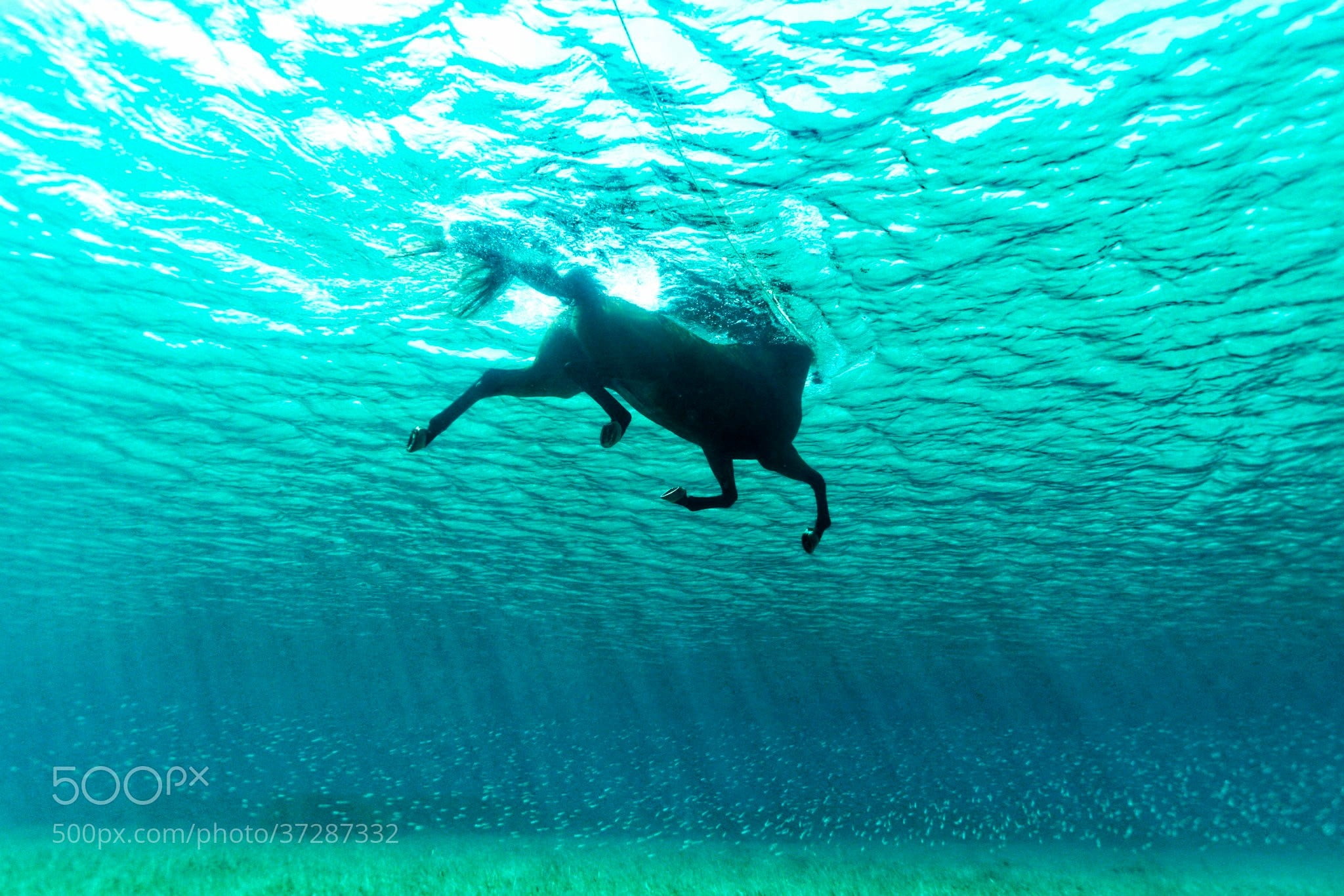 black horse, water, underwater, nature, animals, swimming, sunlight