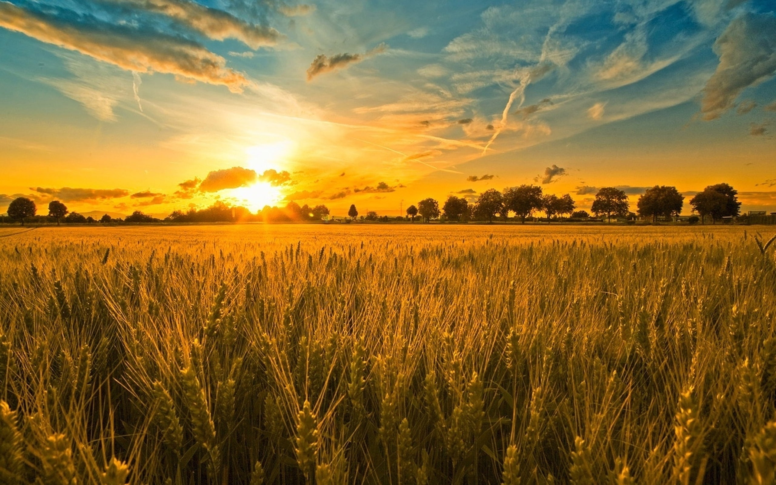 Wallpaper Field, Ears, Grains, Rye, Evening, Sunset, Sun 2560×1600