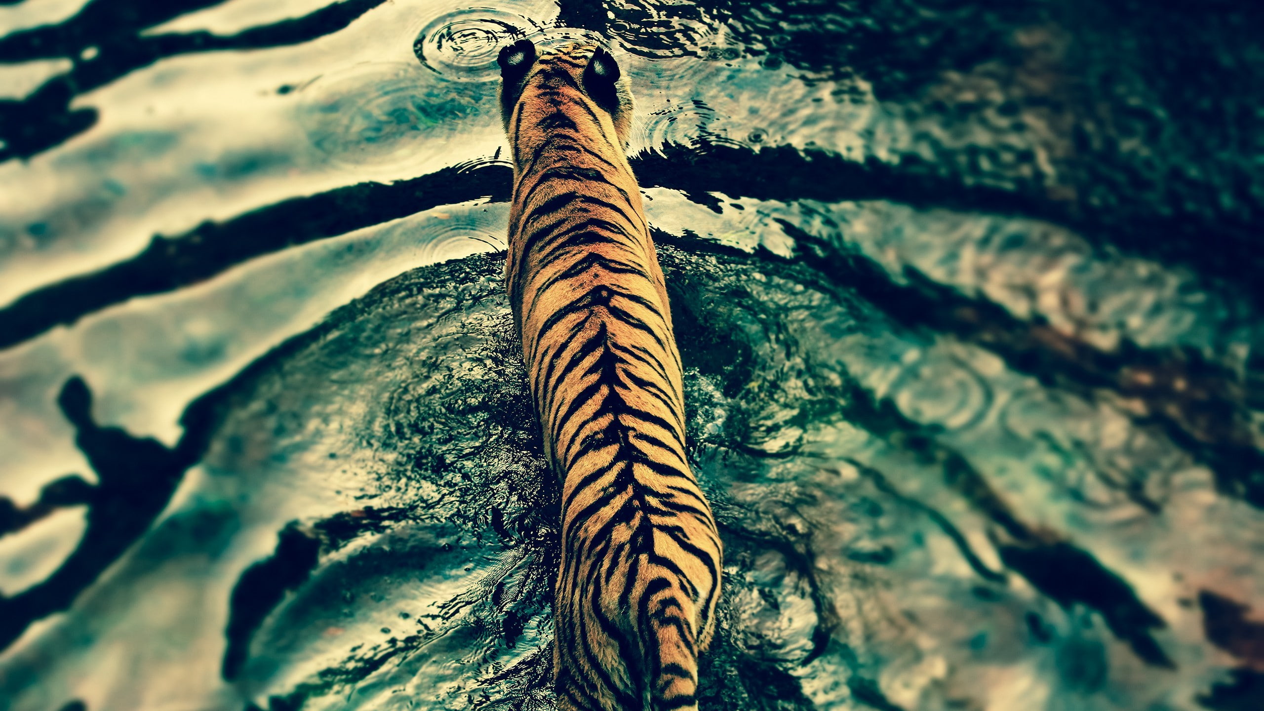 tiger, water, wildlife, no people, close-up, nature, day, textured