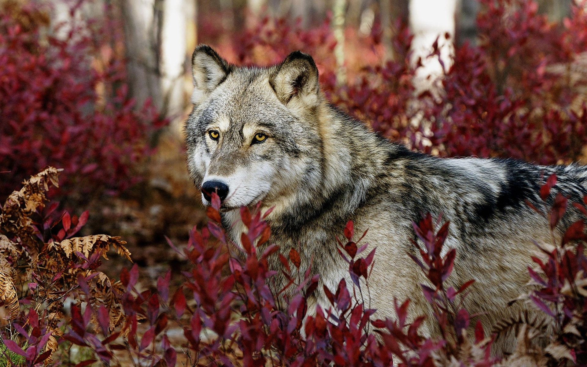 forest, wolf