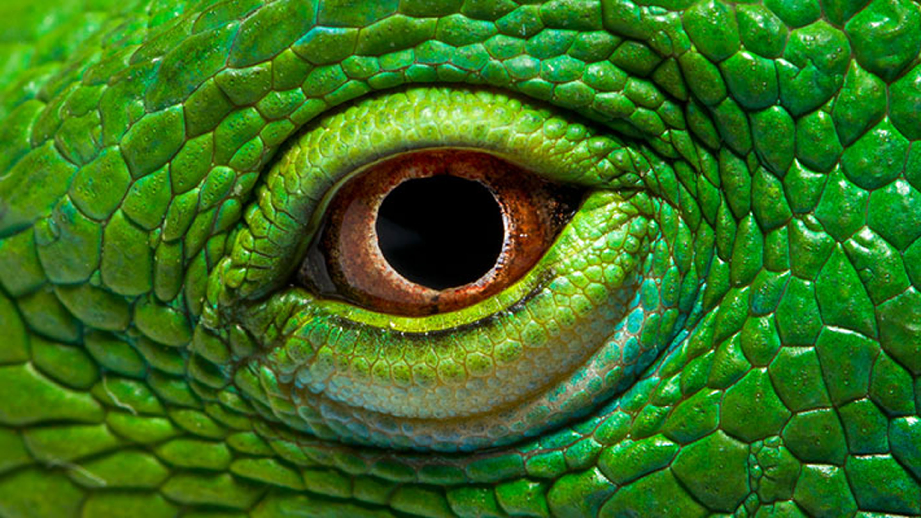 Eye The Green Iguana Wallpaper Hd, one animal, green color, animal themes