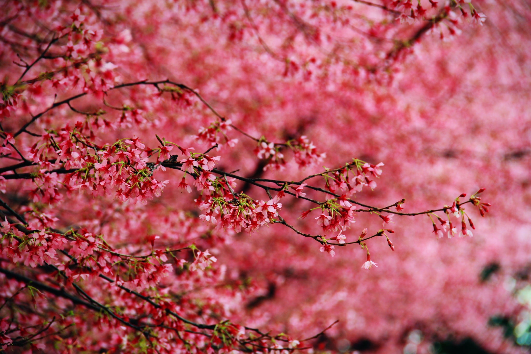 cherry blossom computer backgrounds, pink color, flower, flowering plant