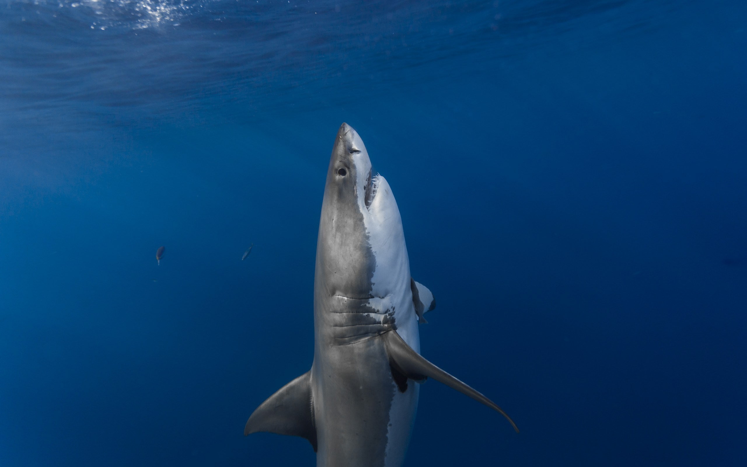 shark