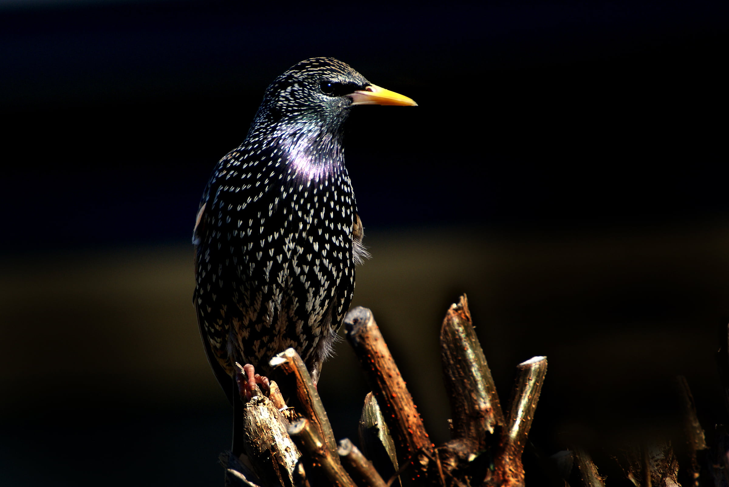 focus photo of black bird on stick, Starling, European, Black birds