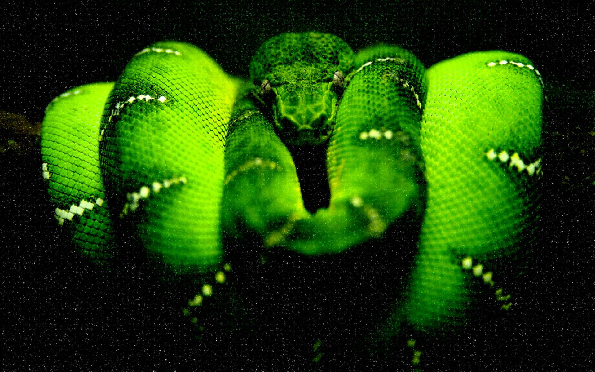 Midnight'green'tree'python, green tree python, green python, snakes