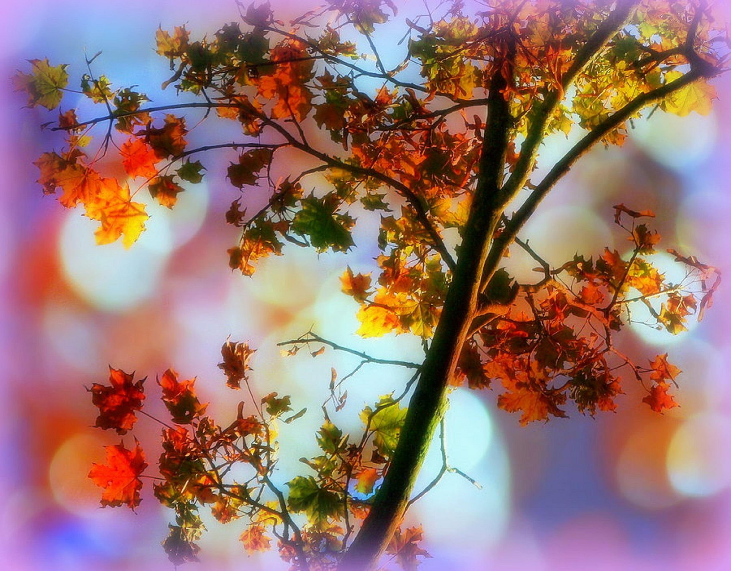 Magical Leaves Fall, autumn, creative-pre--made, stunning, colors
