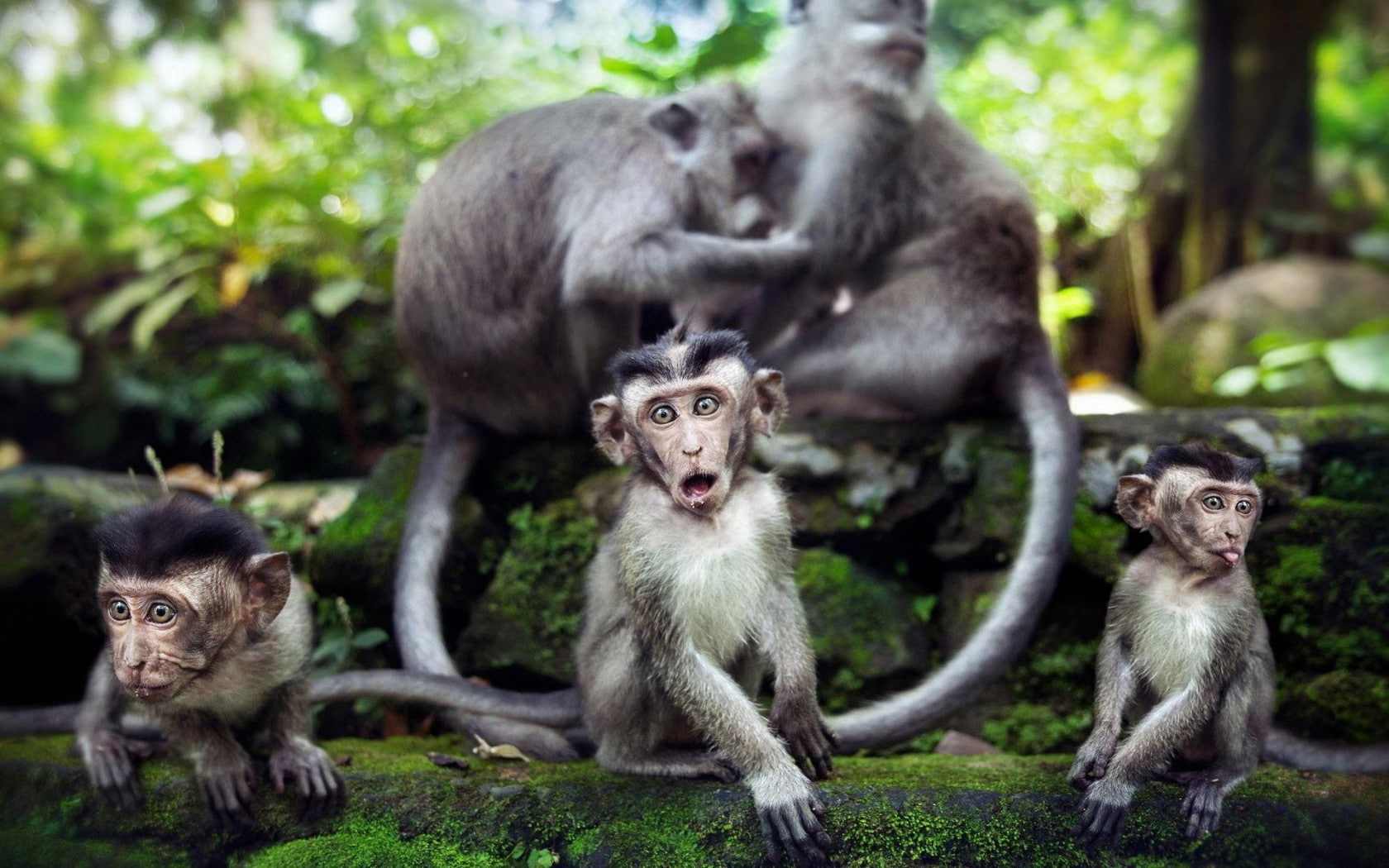 Monkeys