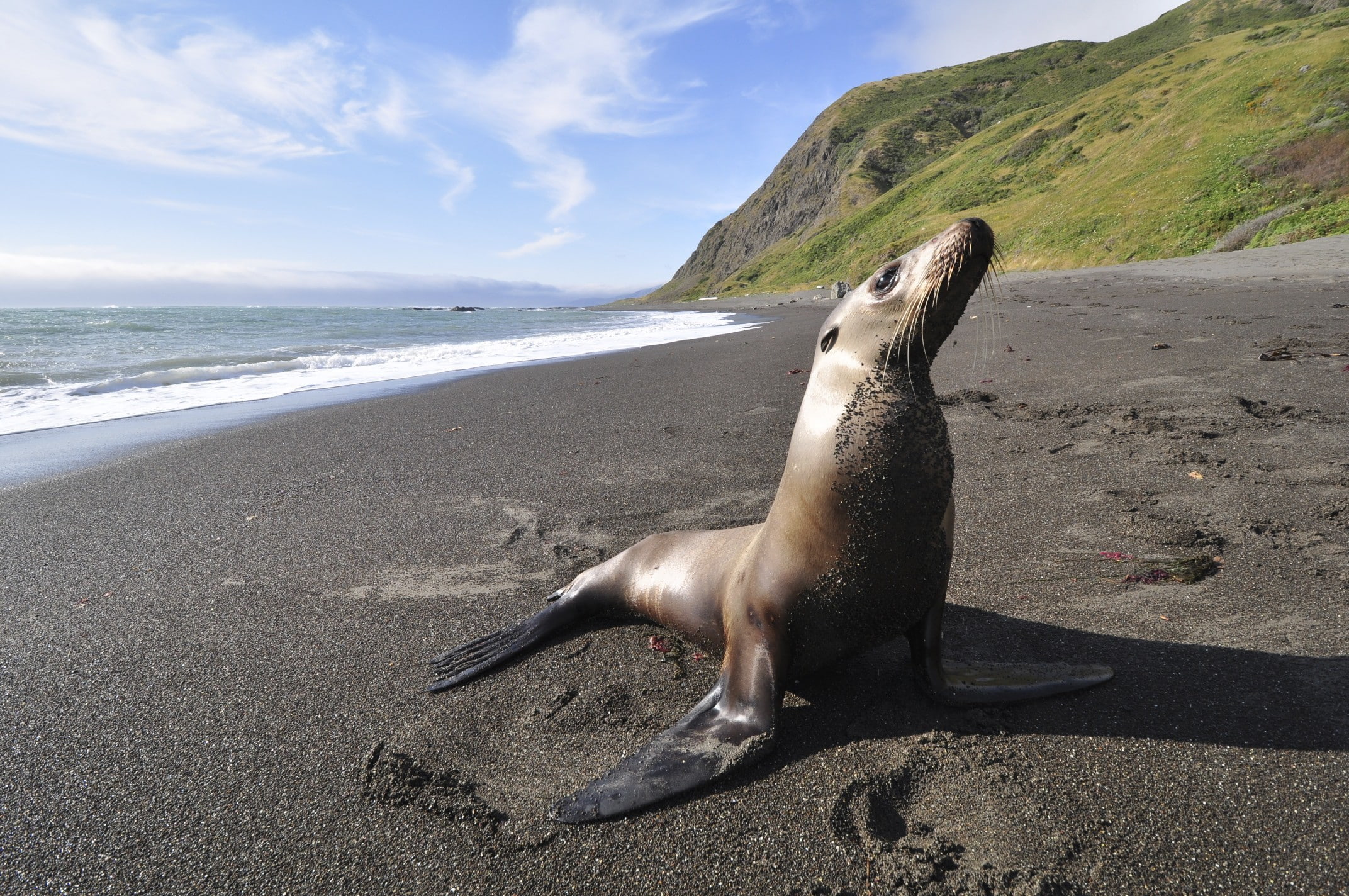 Fur seal, beach, coast