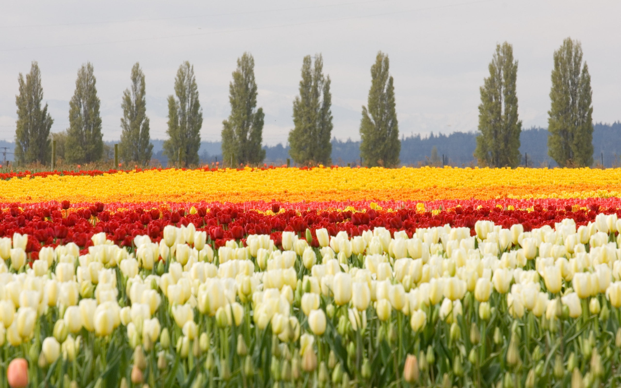 white tulip flowers, tulips, flower bed, field, trees, nature