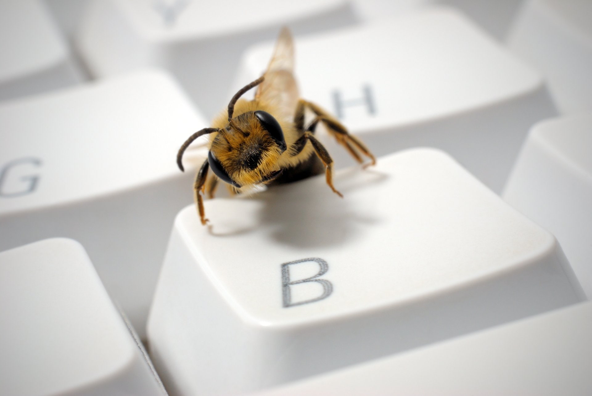 Insects, Bee