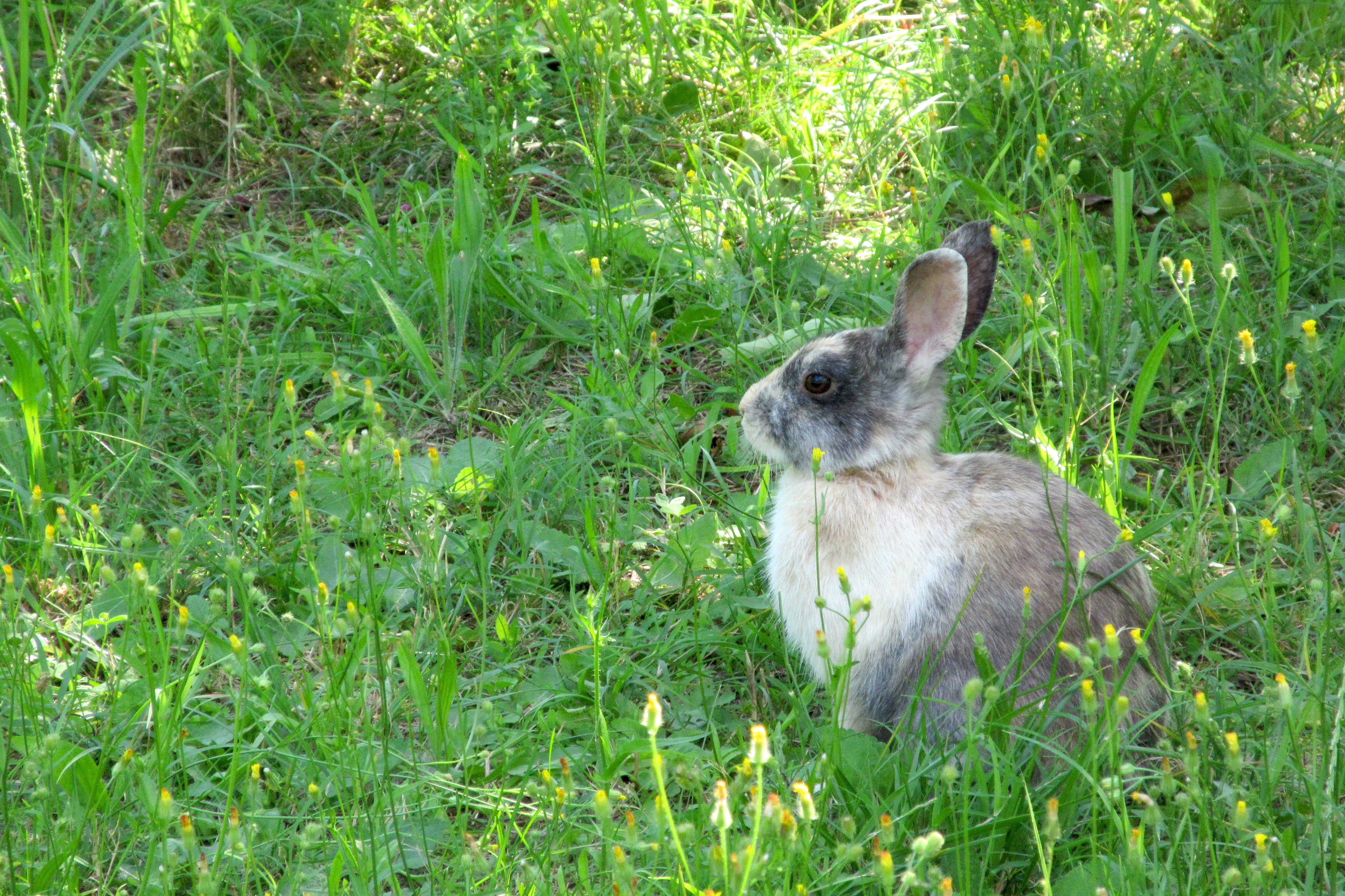 Rabbit, Hare, Grass