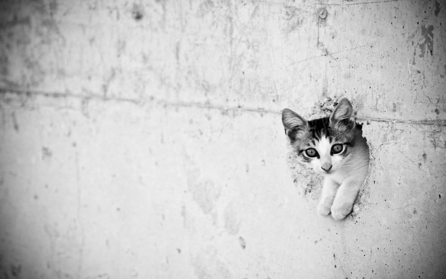 grayscale photo of kitten, cat, monochrome, animals, wall, feline