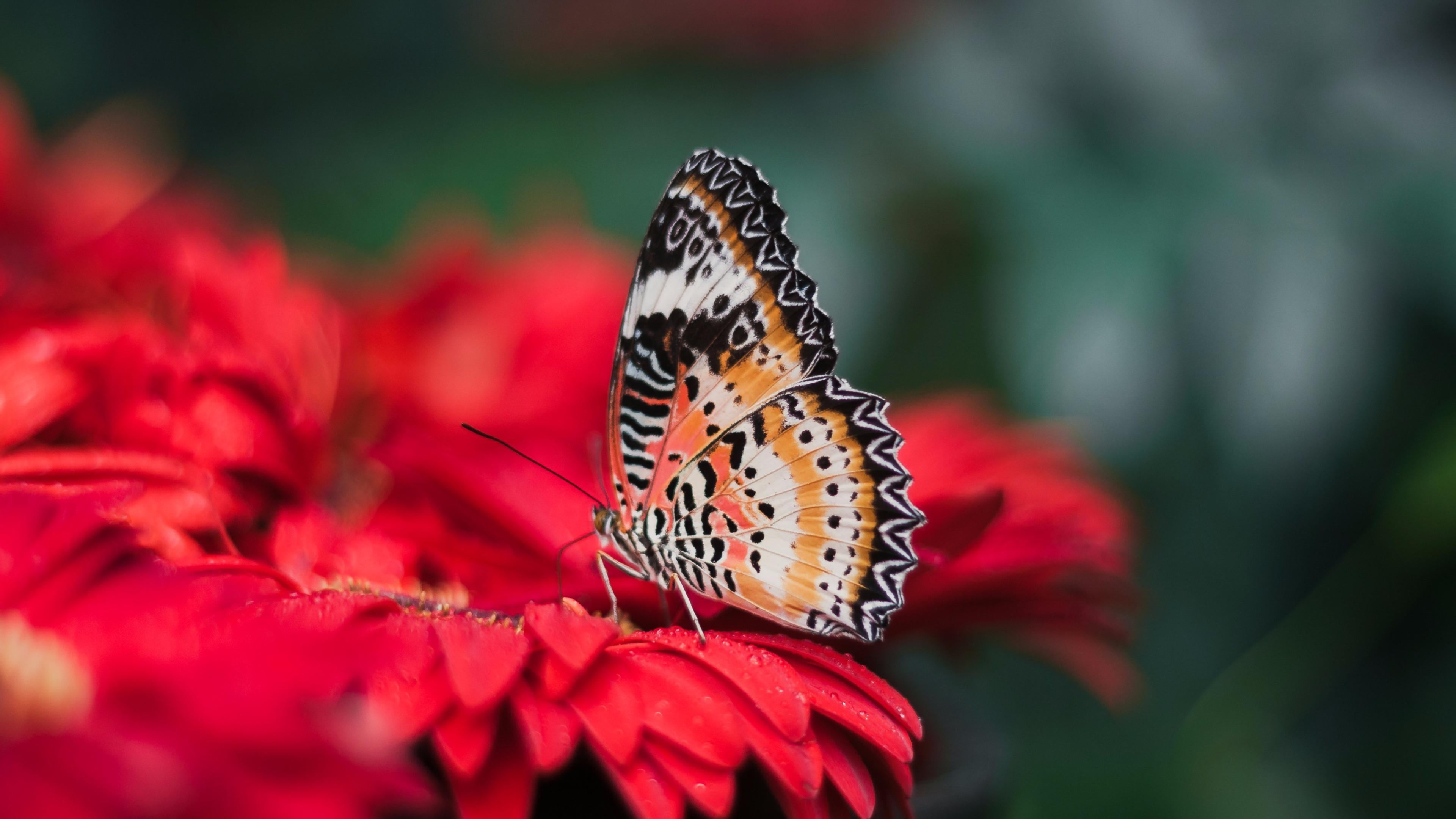 butterfly, blur, insect, red flower, nectar, macro photography