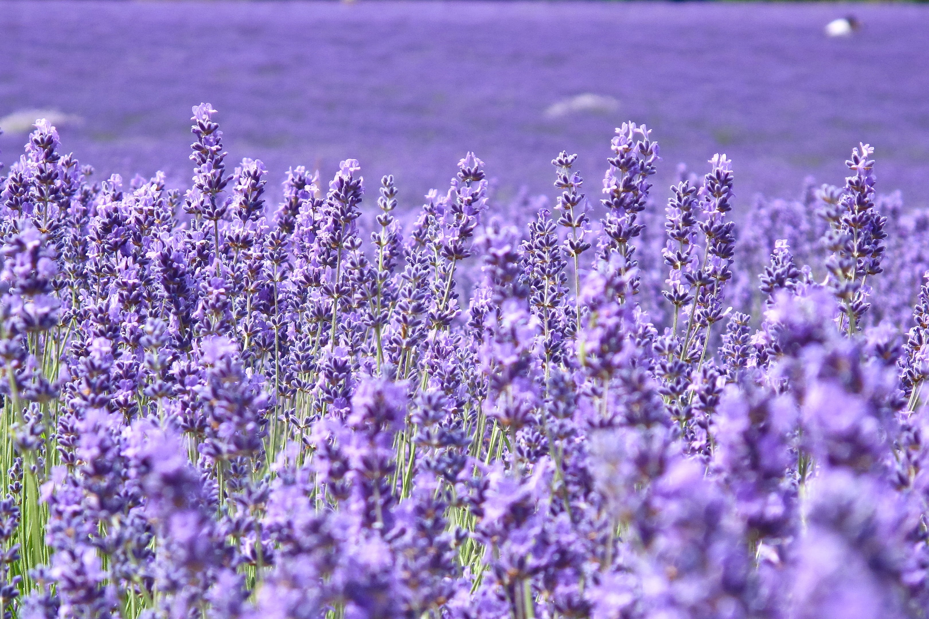 lavender flowers field, background, widescreen, Wallpaper, blur