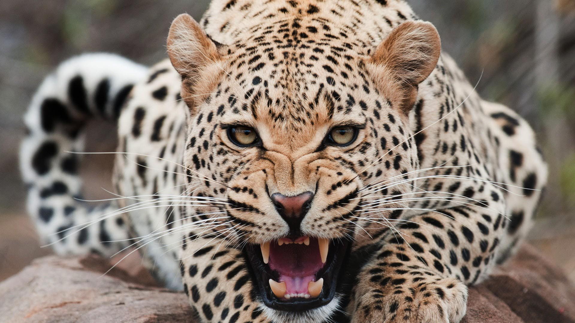 Leopard Screaming HD, brown and black animal, feline