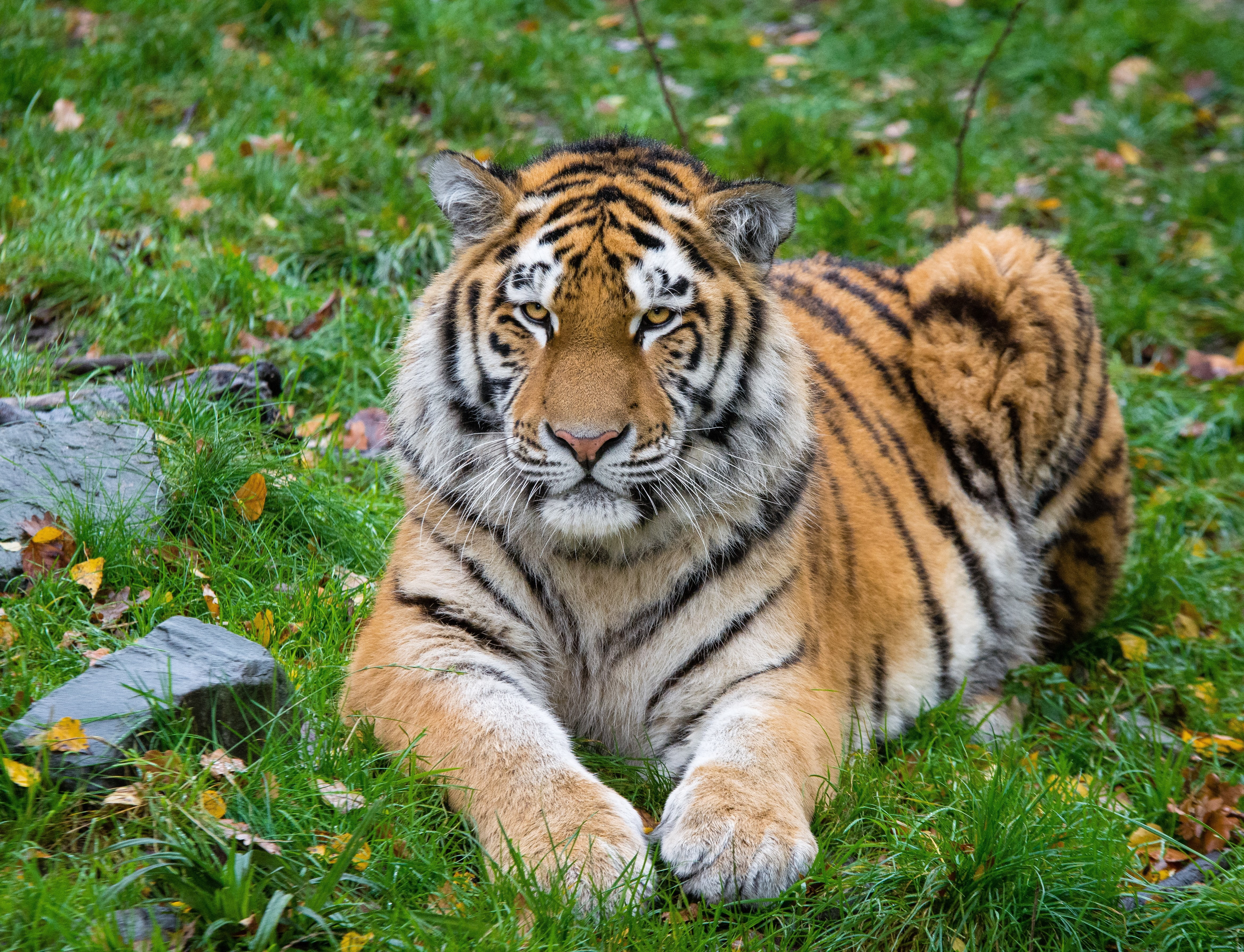 Siberian tiger, Predator, Big cat, Lies, feline, animal, animal wildlife