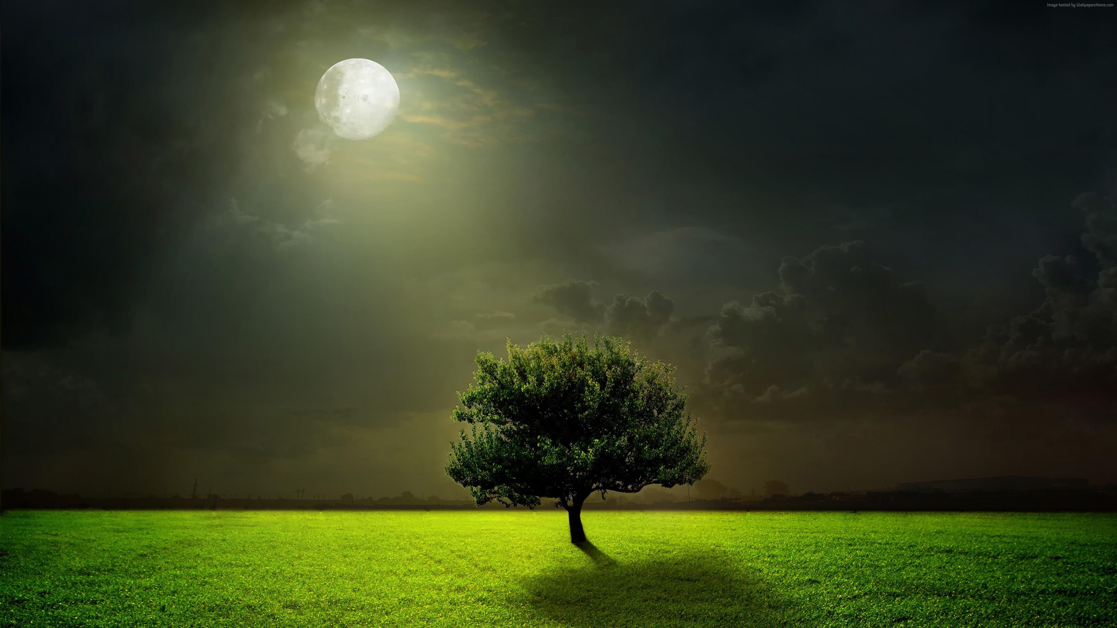 moonlit, dark, night sky, darkness, lone tree, lonely tree