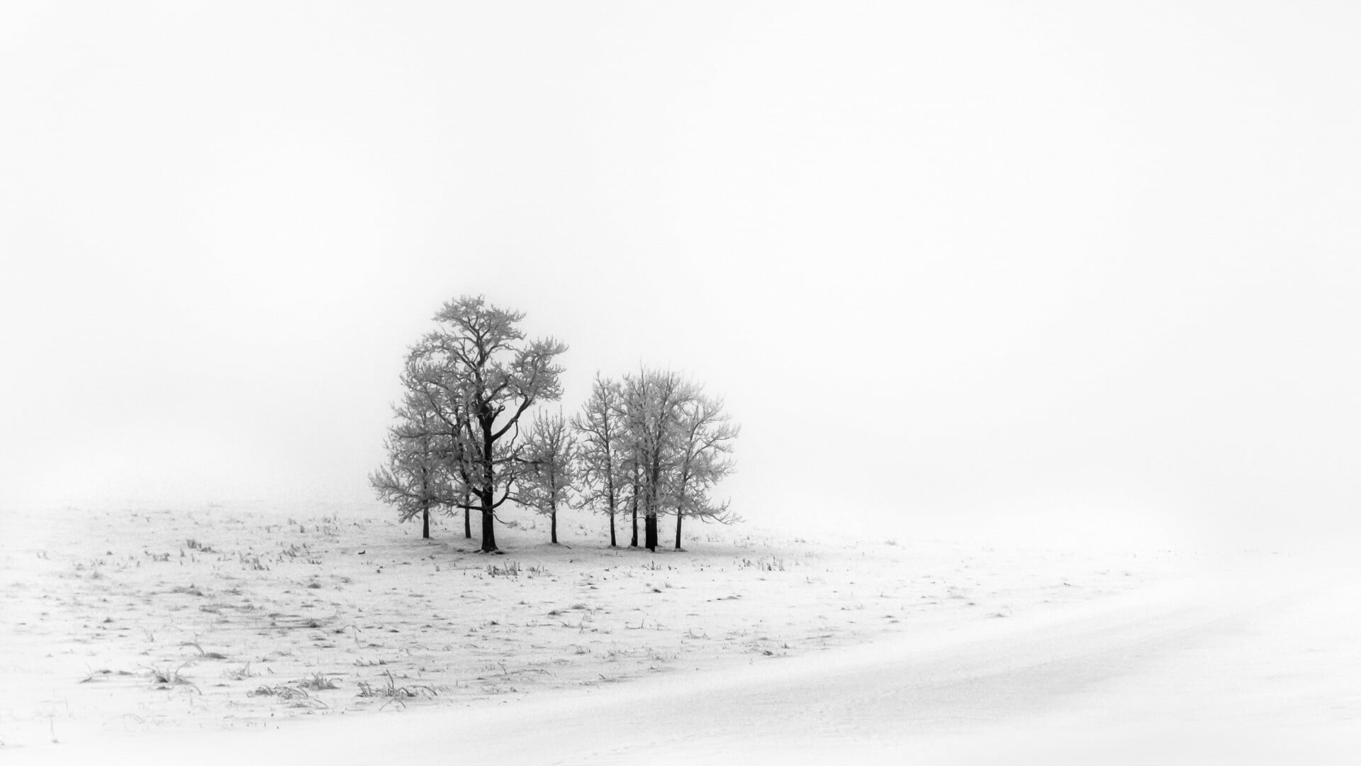 ice, nature, tree, snow, winter, black and white, monochrome photography