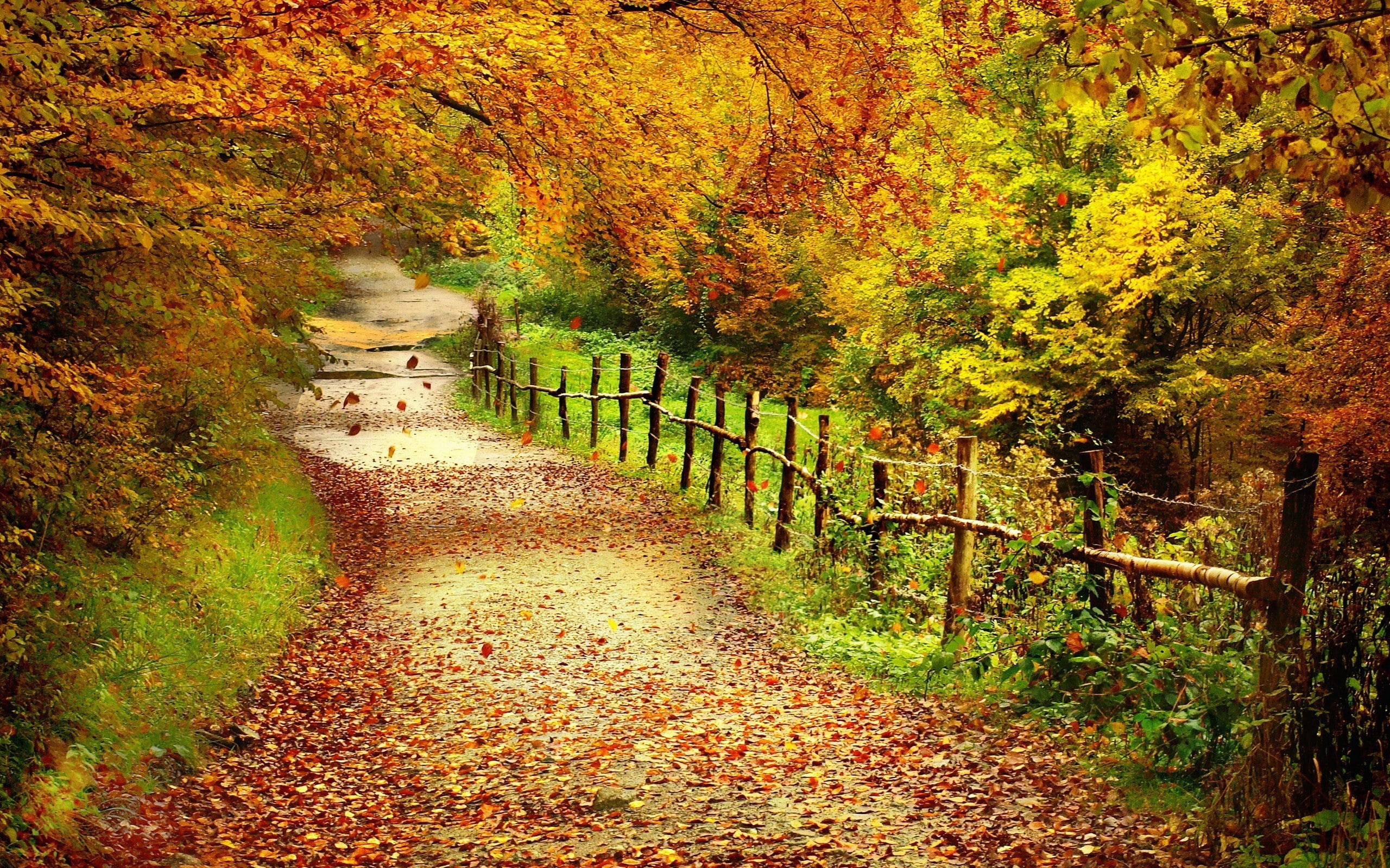 autumn, path