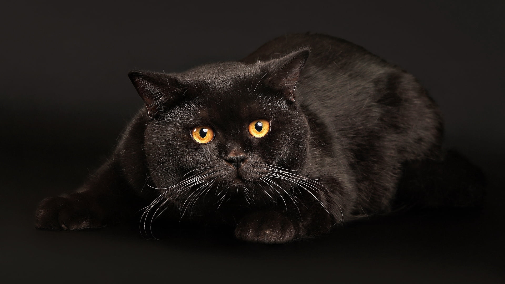 black cat, lying, fear, dark background, domestic Cat, pets, animal