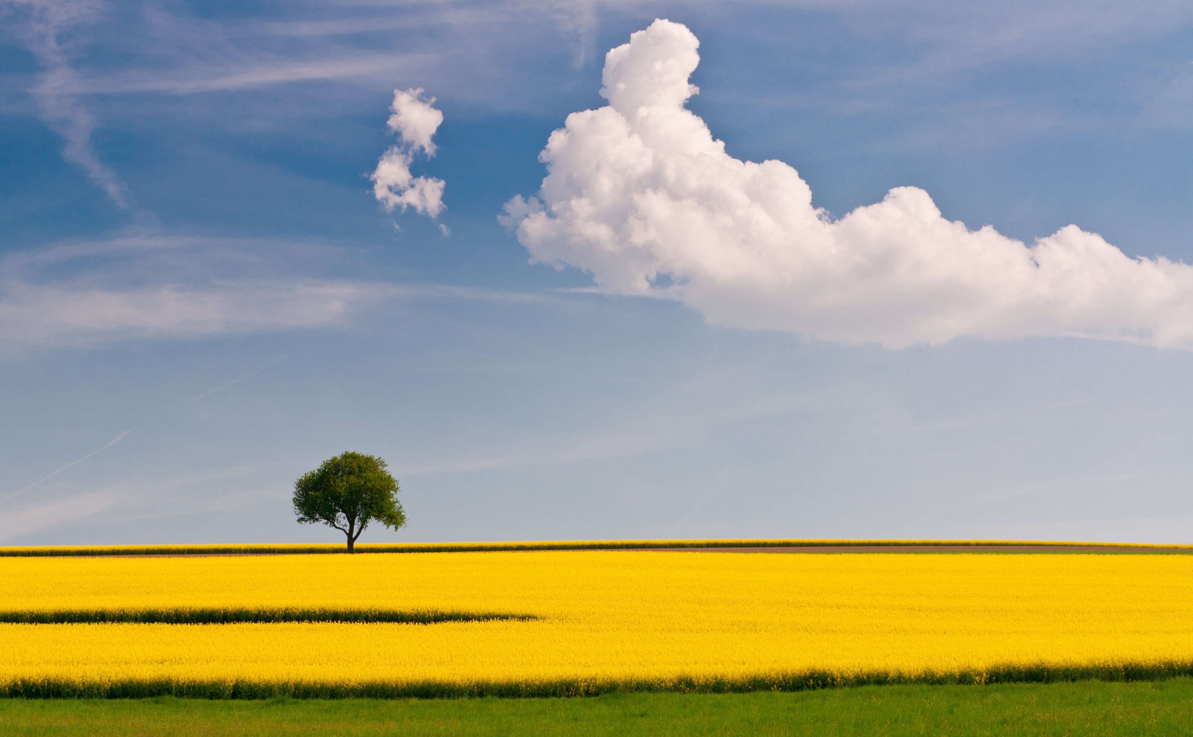 Rape Field and Tree, green leafed tree, Nature, Landscape, Blue