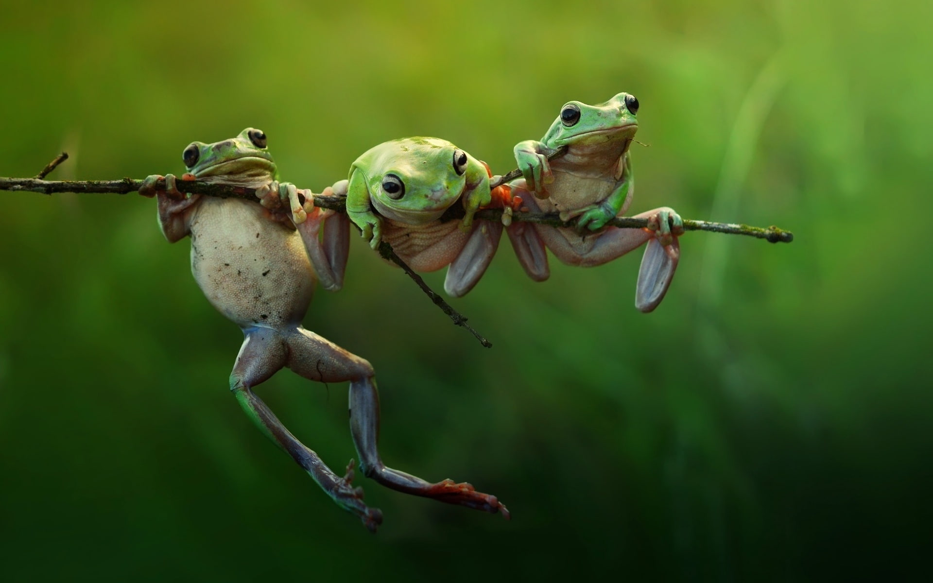 Three Frogs on a Branch
