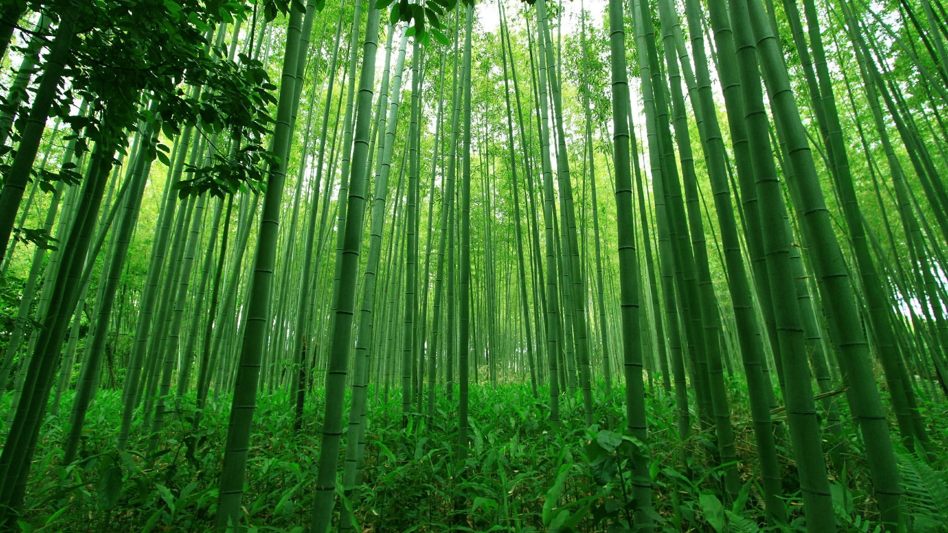 bamboo, ecosystem, forest, green, grove, old growth forest