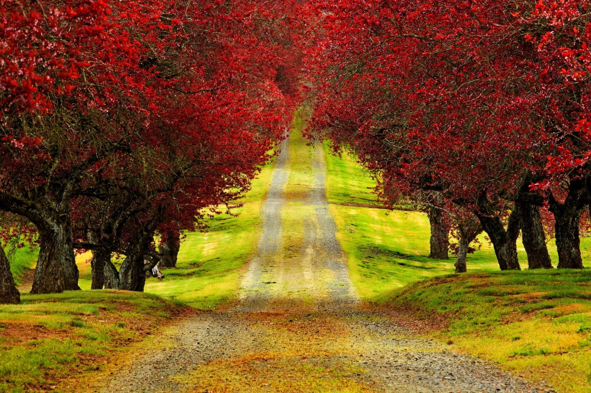 autumn, road, tree